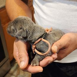 Cane Corso Puppies from Stephenson's Kennel