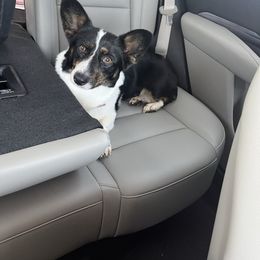 Tipsy - American Corgi