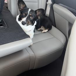 Tipsy - American Corgi