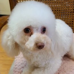 Maltese, Maltipoos, Poodles, and Yorkshire Terriers from Michael Chang's Breeding Program