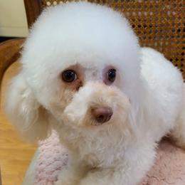 Maltese, Maltipoos, Poodles, and Yorkshire Terriers from Michael Chang's Breeding Program