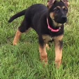 German Shepherd Puppies from Tatum Kennels