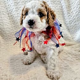 Lilac Luna - Tri-color female Cavapoo puppy in Casa Grande, Arizona from Curls and Camo Pups