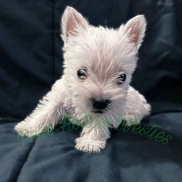 Green - White male West Highland White Terrier puppy in Cleveland Tx, Texas from Pixie Hollow Westies