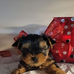 Orange - Black and tan male Yorkshire Terrier puppy in Chickasha, Oklahoma from SISSYS YORKIES