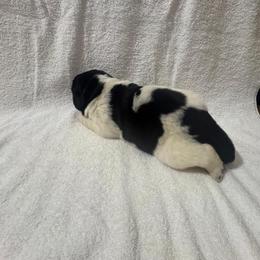 Otto - White and black male Newfoundland puppy in Seffner, Florida from Tampa Bay Farm
