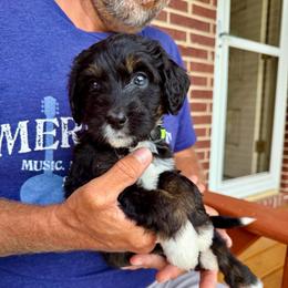 Belle - Tri-color female Bernedoodle puppy in Ferguson, North Carolina from Elevated Standards NC