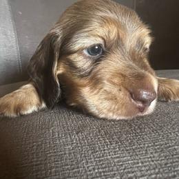 Tommy - Chocolate and tan male Dachshund puppy in Highland, California from BAES Teufelshunde