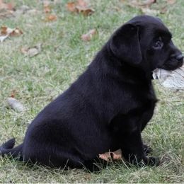 Labrador Retriever Puppies from Meritrust Labradors