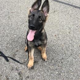 German Shepherd Puppies from EshelmanSchwitz German Shepherd Dogs