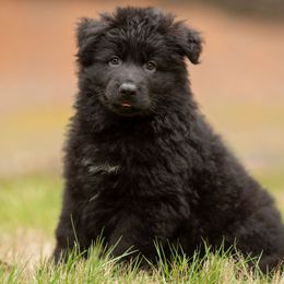 Stegosaurus (Stego) - Black male German Shepherd puppy in Gig Harbor, Washington from Crescent Lake Shepherds