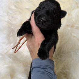 Orange - Black male German Shepherd puppy in Cody, Wyoming from Faoladh German Shepherds