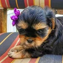 Shorkies from Pittman's Puppies