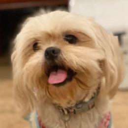 Mylee - Shih Tzu