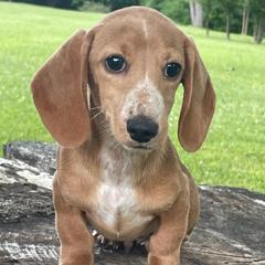 Ollie - Red male Dachshund puppy in Industry, Illinois from KDKs Kennels