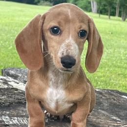 Ollie - Red male Dachshund puppy in Industry, Illinois from KDKs Kennels