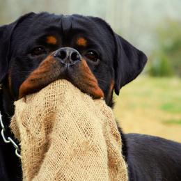 Rottweilers from DKV Rottweilers, German Rottweiler Puppies For Sale