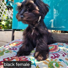 Miniature Schnauzer Puppies from J&L Floppy Eared Schnauzers