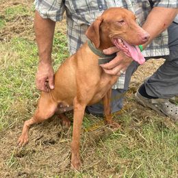 Ruth - Vizsla