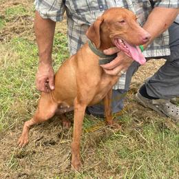Ruth - Vizsla