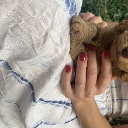 Goldendoodle Puppies from Hush Doodles