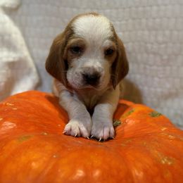 Basset Hound Puppies from Zen Rainbow Ranch