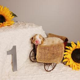 Australian Shepherd Puppies from Cooper Ridge Aussies