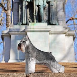 Miniature Schnauzer All Grown Up from Legend's Miniature Schnauzers