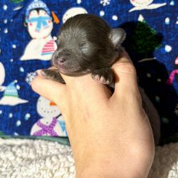 Blue and Tan - Blue and tan male Pomeranian puppy in Scottsburg, Virginia from Summer Set Poms