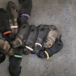 German Shepherd Puppies from Guamany K9 Vomhaus
