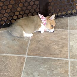 Pembroke Welsh Corgi Puppies from Western Star Corgis