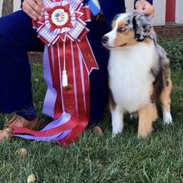 Miniature American Shepherd Puppies from Abington Miniature American Shepherds