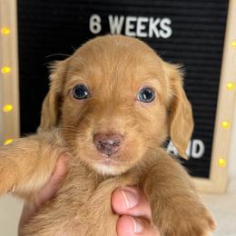 Dom - Cream male Dachshund puppy in Dickinson, Texas from Beth’s Doxieland