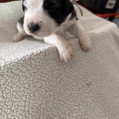 Grey - Black and white male Saint Berdoodle puppy in Walbridge, Ohio from Jeff's St Berdoodles