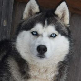 Siberian Husky Puppies from Xk siberians