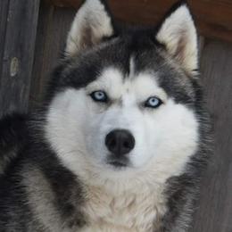 Siberian Husky Puppies from Xk siberians