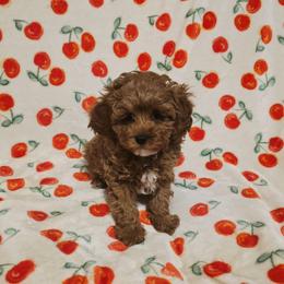 Eli - Red male Cavapoo puppy in Copan, Oklahoma from Lebel Cavapoos