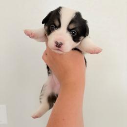 6 - Black and white female American Corgi puppy in Boyd, Texas from Barker's Corgis