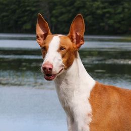 Castle  - Ibizan Hound