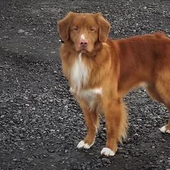 Nova Scotia Duck Tolling Retriever All Grown Up from Forest Cove Tollers