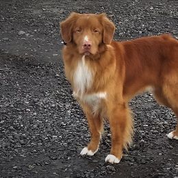 Nova Scotia Duck Tolling Retriever All Grown Up from Forest Cove Tollers