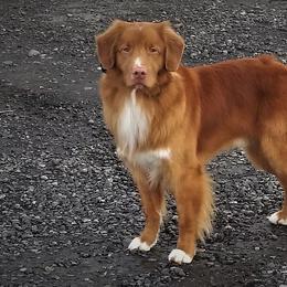 Nova Scotia Duck Tolling Retriever All Grown Up from Forest Cove Tollers
