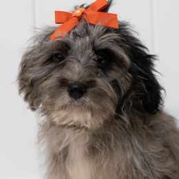 Joy - Aussiedoodle puppy from All Things Doodles
