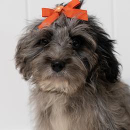 Joy - Aussiedoodle puppy from All Things Doodles