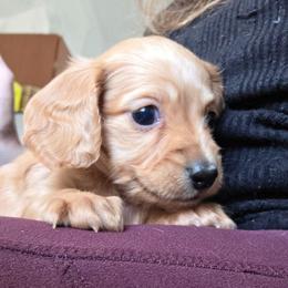 Daisy's ee red girl longhaiir - Red female Dachshund puppy in Declo, Idaho from Dozendachs