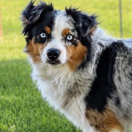 Rio - Miniature American Shepherd