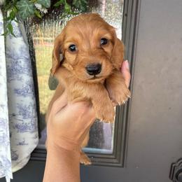Tarzan - Red male Dachshund puppy in Nacogdoches, Texas from Heavenly Dachshunds