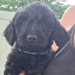 Coraline - Black female Labradoodle puppy in Clinton, Ohio from P&L Doodles