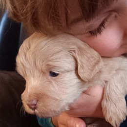 Aussiedoodles and Goldendoodles from W Doodle Crew