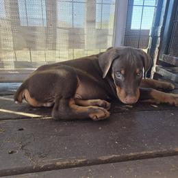 Black collar - Red and rust male Doberman Pinscher puppy in Santa Clarita, California from Riviera Dobermans